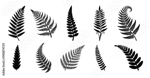  fern leaves collection silhouette illustration forest fern