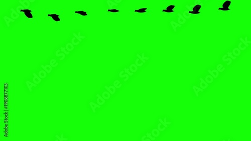 Silhouette flock of birds flying across a bright vibrant green screen background in a sequential motion graphic sequence