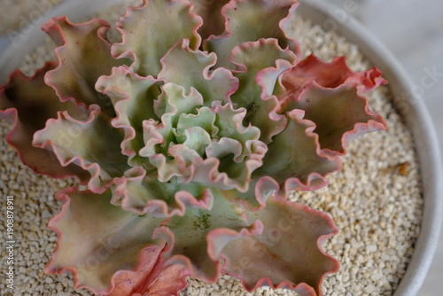 Cuadro en lienzo Echeveria shaviana, called Mexican hens or Mexican hens and chicks, is a species