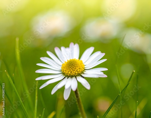Single daisy in soft green grass, sunlit