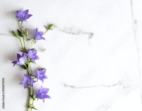 Delicate purple bellflowers rest on a marbled surface