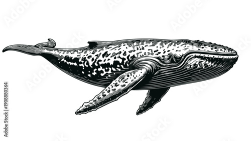 Humpback whale engraving illustration 