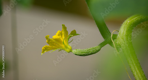 A close-up of a cucumber flower with a tiny cucumber growing on its vine, a great summer harvest.