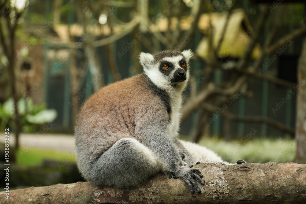 Fototapeta premium A lemur enjoys its surroundings in a garden setting