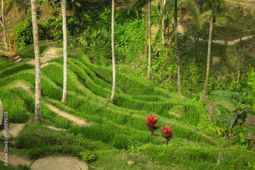 Fotografija Rice terraces and greenery abound with blooms and trees