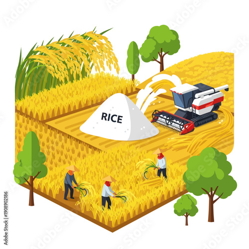 Rice Harvesting Scene with Combine Harvester.