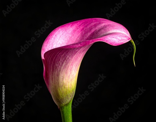 Elegant pink lily with green stem against black background