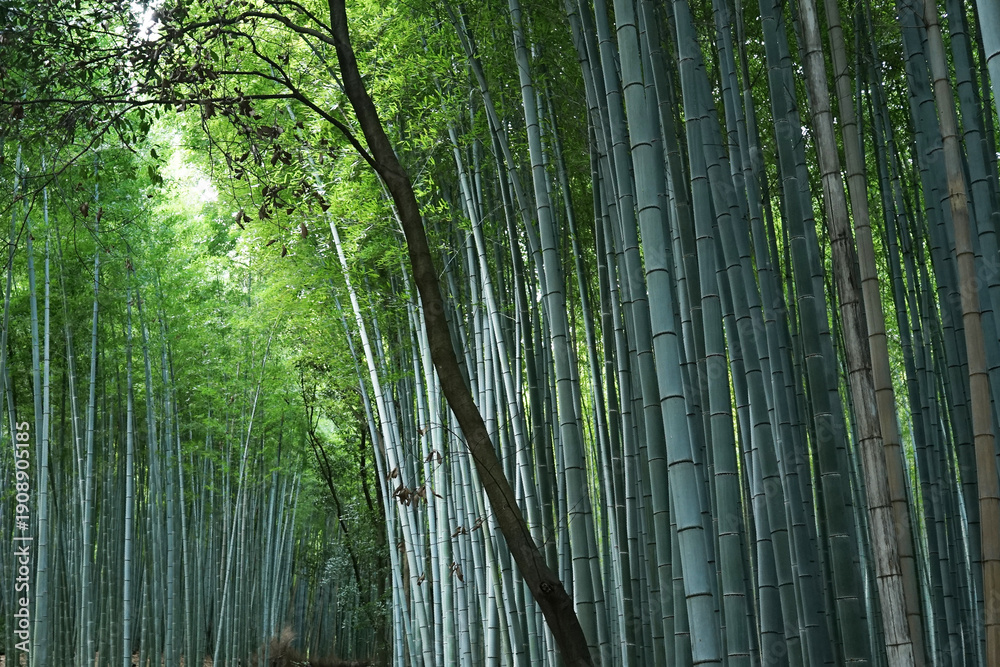 Obraz premium Landscape park of Natural green Bamboo groove forest