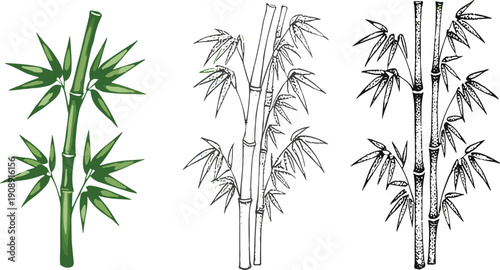 Bamboo plant illustration set with colored and sketch style vector drawings of tropical foliage for botanical design collection