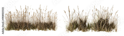 High Quality Cutout of Dried Meadow Grass and Wild Reeds for 3D Post-Production