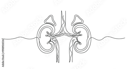 Single line drawing of kidneys with wavy lines.