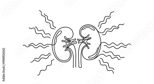Single line drawing of kidneys with radiating wavy lines.