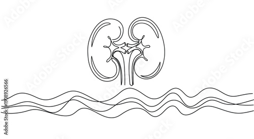 Single line drawing of kidneys with wavy lines below.