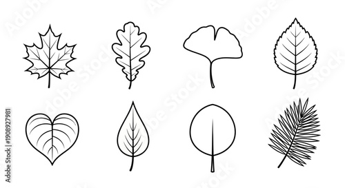 A collection of diverse hand drawn leaf outlines showcasing various shapes and vein patterns in black and white high quality