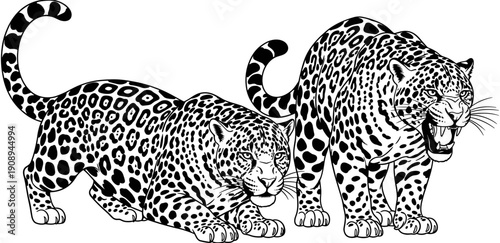 Detailed black and white vector illustration of two wild leopards with spotted fur patterns in crouching and standing poses