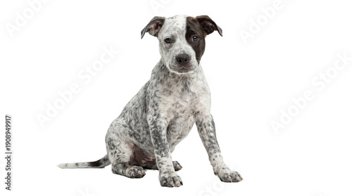 young australian cattle dog puppy sitting on transparent background, looking at the camera with black and white markings.