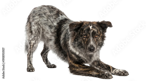 a brindle dog in a play bow stance on a black transparent background, captured in a realistic studio photograph.