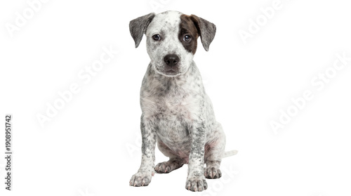Konstfotografi an endearing heeler puppy with striking grey and white speckles and a dark eye patch is captured sitting calmly on a transparent background, looking directly forward