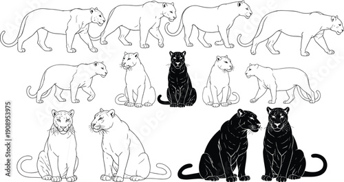 Set of lioness and panther silhouettes with outlines, walking and sitting wild cat vector illustrations collection, predator animal figures isolated on white.