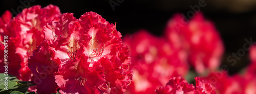 Bright Pink Rhododendron Flowers Amidst Green Foliage in Full Bloom