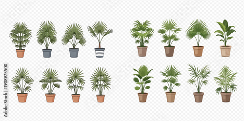 Collection of various potted palm trees and tropical houseplants for indoor decoration.