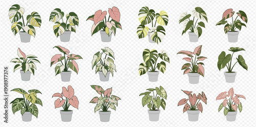 Collection of potted house plants with variegated leaves, including Monstera, Caladium, and Syngonium, on a transparent background.