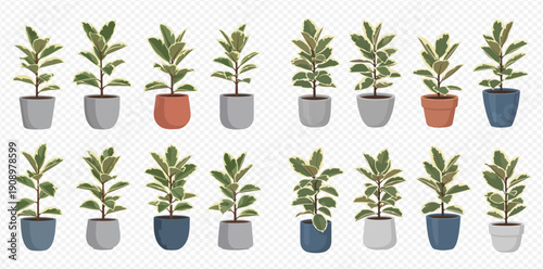 Collection of various potted houseplants with green leaves, perfect for indoor decor and gardening concepts.