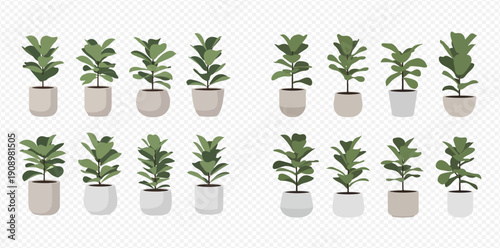 Collection of various fiddle leaf fig plants in different pots, perfect for interior design and decoration.