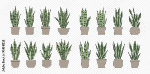 Set of various snake plants in pots, illustrating different types of Sansevieria trifasciata for home decor.