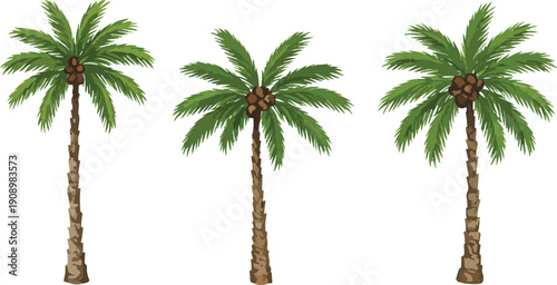 Three tall palm trees with green leaves on white background
