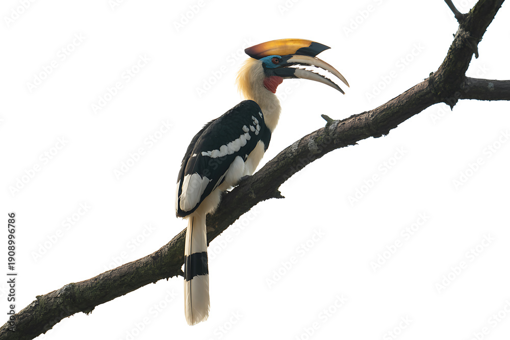 Obraz premium Hornbill Bird Sitting on a Tree branch Isolated on White Background