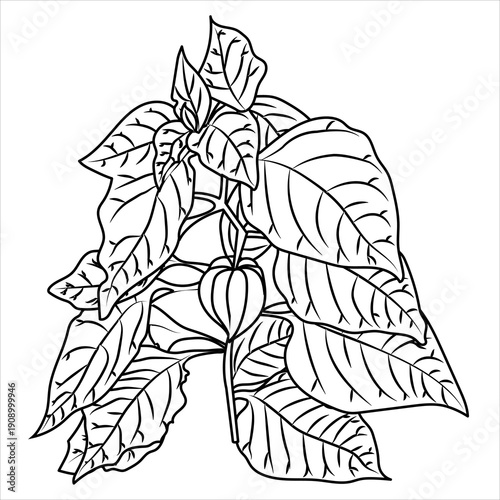 Physalis plant with leaves and flowers in doodle style. Vector illustration isolated on a white background.