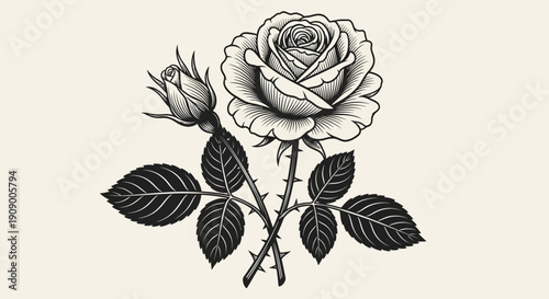 Elegant Rose Engraving: Vintage Floral Illustration with Bud and Leaves