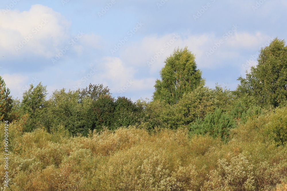 Obraz premium forest in the autumn