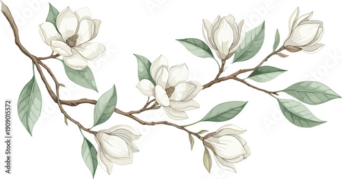 Elegant magnolia flower branch illustration with white blossoms and green leaves, vintage botanical style floral artwork for wedding invitations, wall art, branding, and decorative design