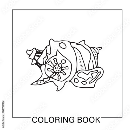 Black color handrawn seashell. seashell outline icon with boho style