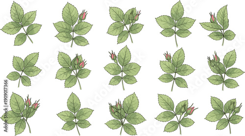 Green rose leaves and buds botanical illustration set featuring detailed foliage elements in natural colors isolated on white background for floral design