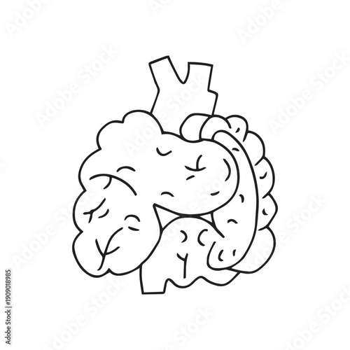 Line drawing of stomach organ human gastrointestinal line art vector illustration