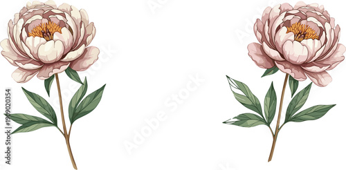 Soft pastel peony flower illustration set featuring elegant blooming botanical florals isolated on white background romantic wedding decor vector artwork hand drawn design