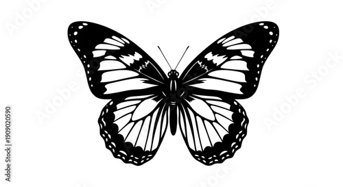 A beautiful butterfly with black and white wings spread wide