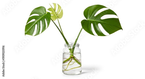 A Monstera plant with roots in a glass jar of water