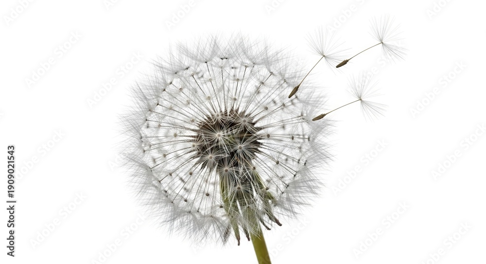 Fototapeta premium A delicate dandelion head with seeds drifting away set against a plain white background