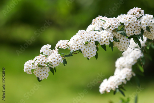 A white flower with green leaves