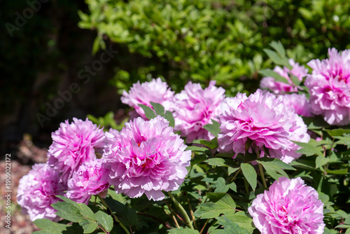 Blooming pink tree peonies in a flowerbed, surrounded by lush green leaves. T...