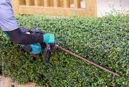 A man is trimming hedges with a hedge trimmer
