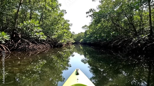 Kayaking Through a Serene Mangrove Forest on a Sunny Day