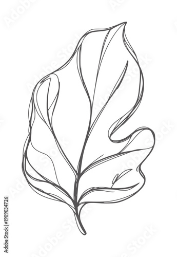 Hand drawn of a single fig leaf with visible veins outline natural botanical