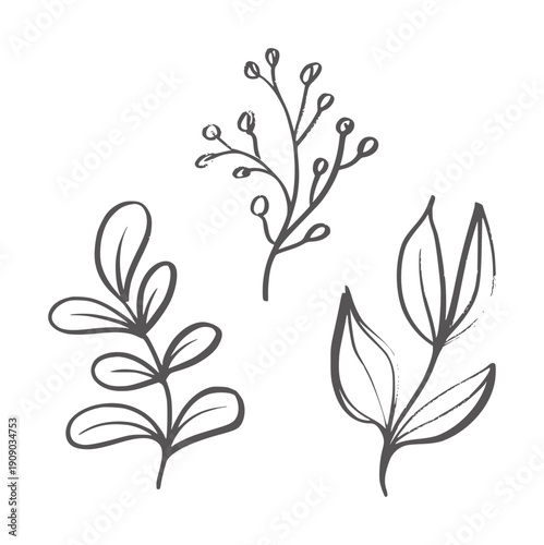 Hand drawn of three botanical plant sprigs with leaves and berries leaf berry