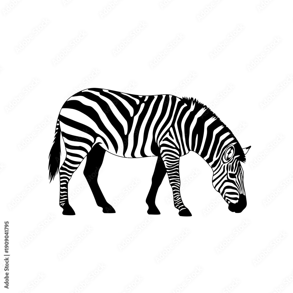 Fototapeta premium Black and White Zebra Grazing in a Field