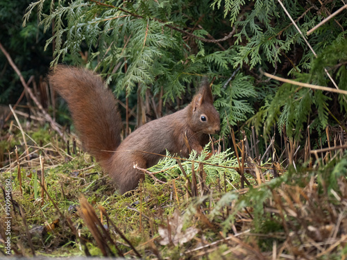 Eurasisches Eichhörnchen, Sciurus vulgaris